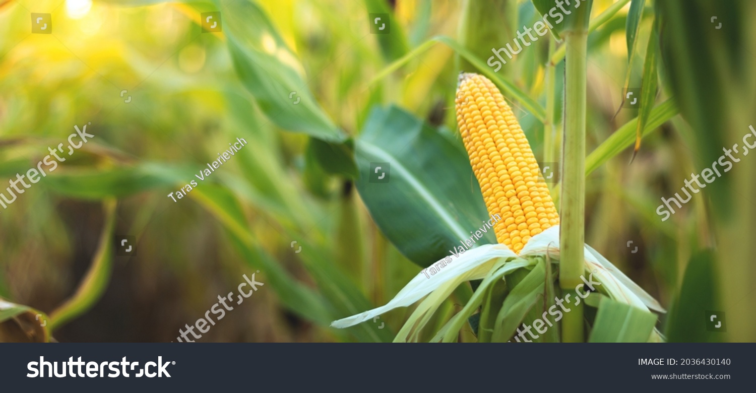 A selective focus picture of corn cob in organic corn field. #2036430140