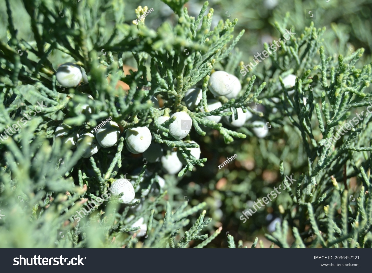 Conifer (Thuja Orientalis): a close up of the immature seed cones. Thuja branch leaves with tiny cones. #2036457221