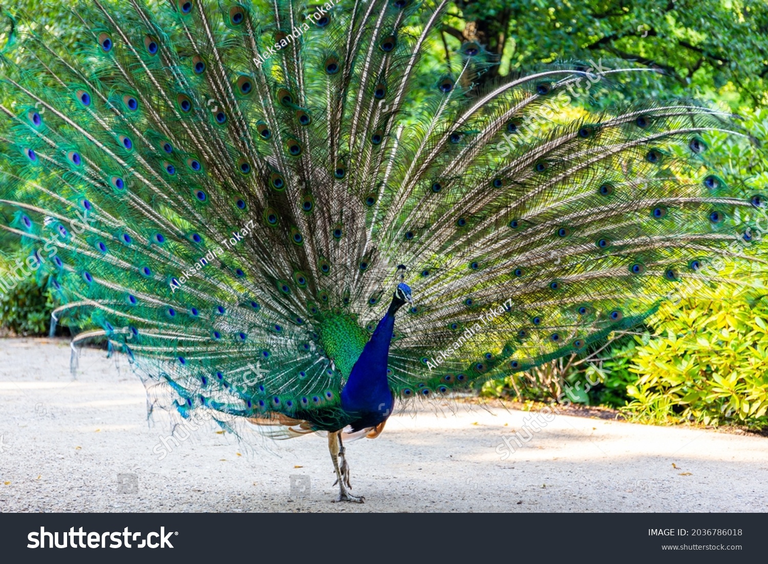 Indian peafowl (Pavo cristatus), known also as Common peafowl or Blue peafowl displaying feathers, colorful peacock bird in Warsaw's Royal Baths Park (Lazienki Krolewskie) in Warsaw, Poland. #2036786018