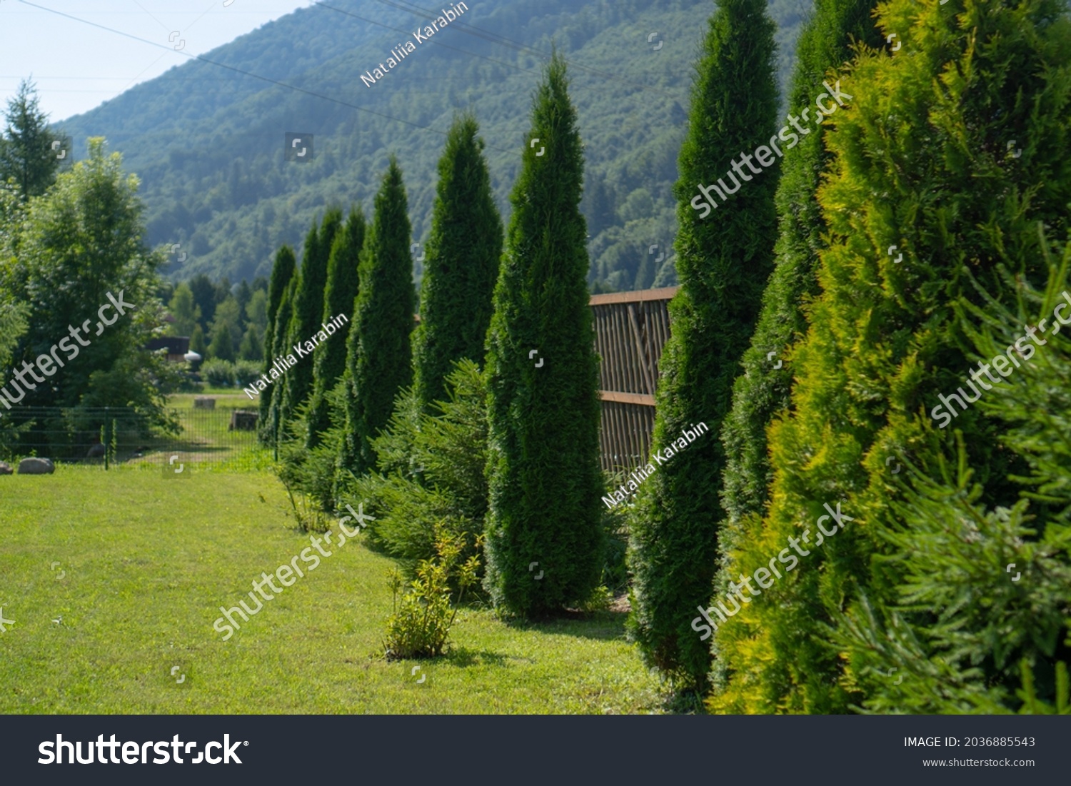 Thuja trees growing next to the fence. Slim and tall Thuja trees. Evergreen trees planted. Thuja trees in the garden #2036885543