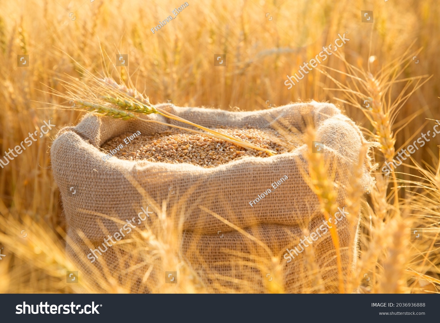 Canvas bag with wheat grains and mown wheat ears in field at sunset. Concept of grain harvesting in agriculture #2036936888