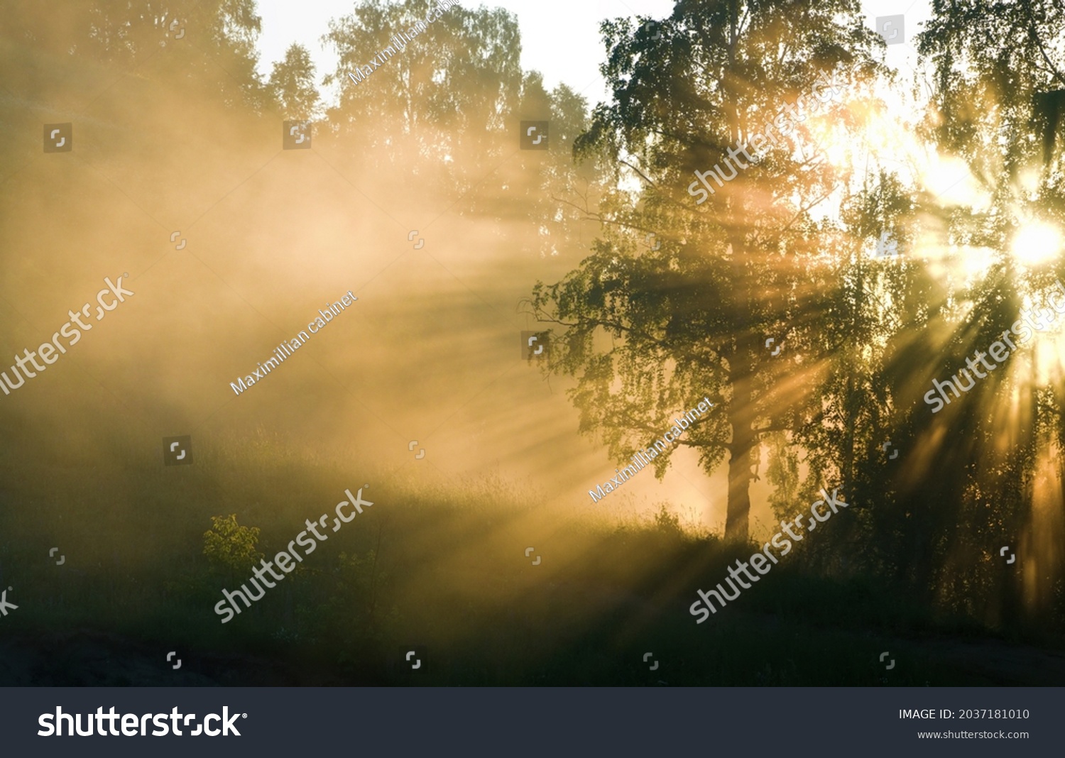 Celestial beauty is inexpressible in words. Rays of morning sun break through branches of trees and loom in waves of fog. Such rays gave to idea of divine crown (aureole, seven rays of divine light) #2037181010