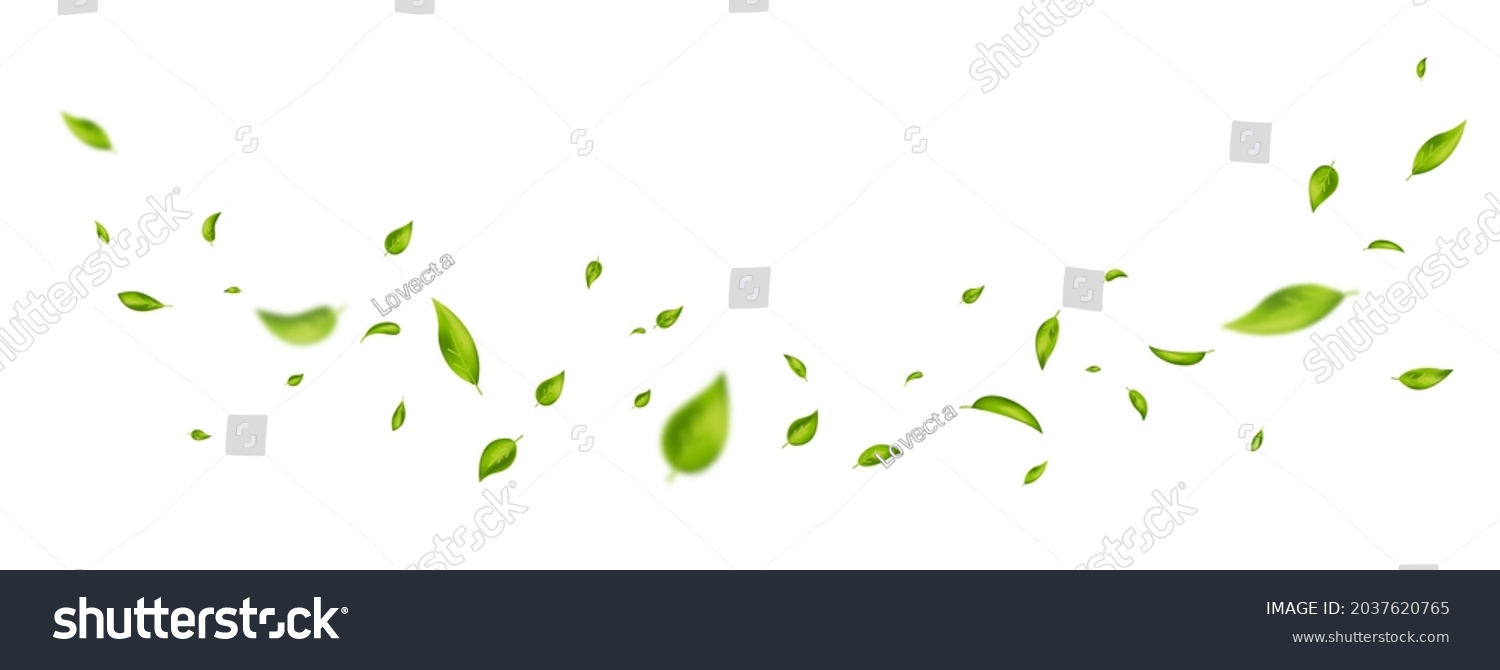 Green flying leaves on long white banner. Leaf falling. Wave foliage ornament. Vegan, eco, organic design element. Cosmetic pattern border. Fresh tea background. Beauty product. Vector illustration. #2037620765