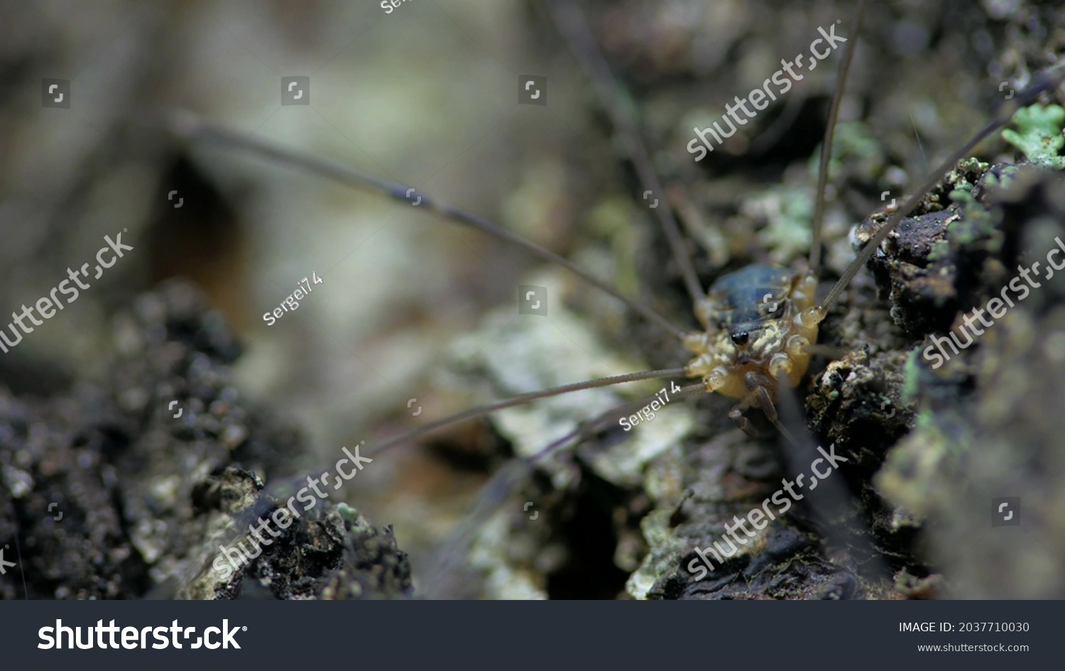 A species of arachnids from the family Phalangodidae of the order haymakers. It is found in Europe and North America. #2037710030