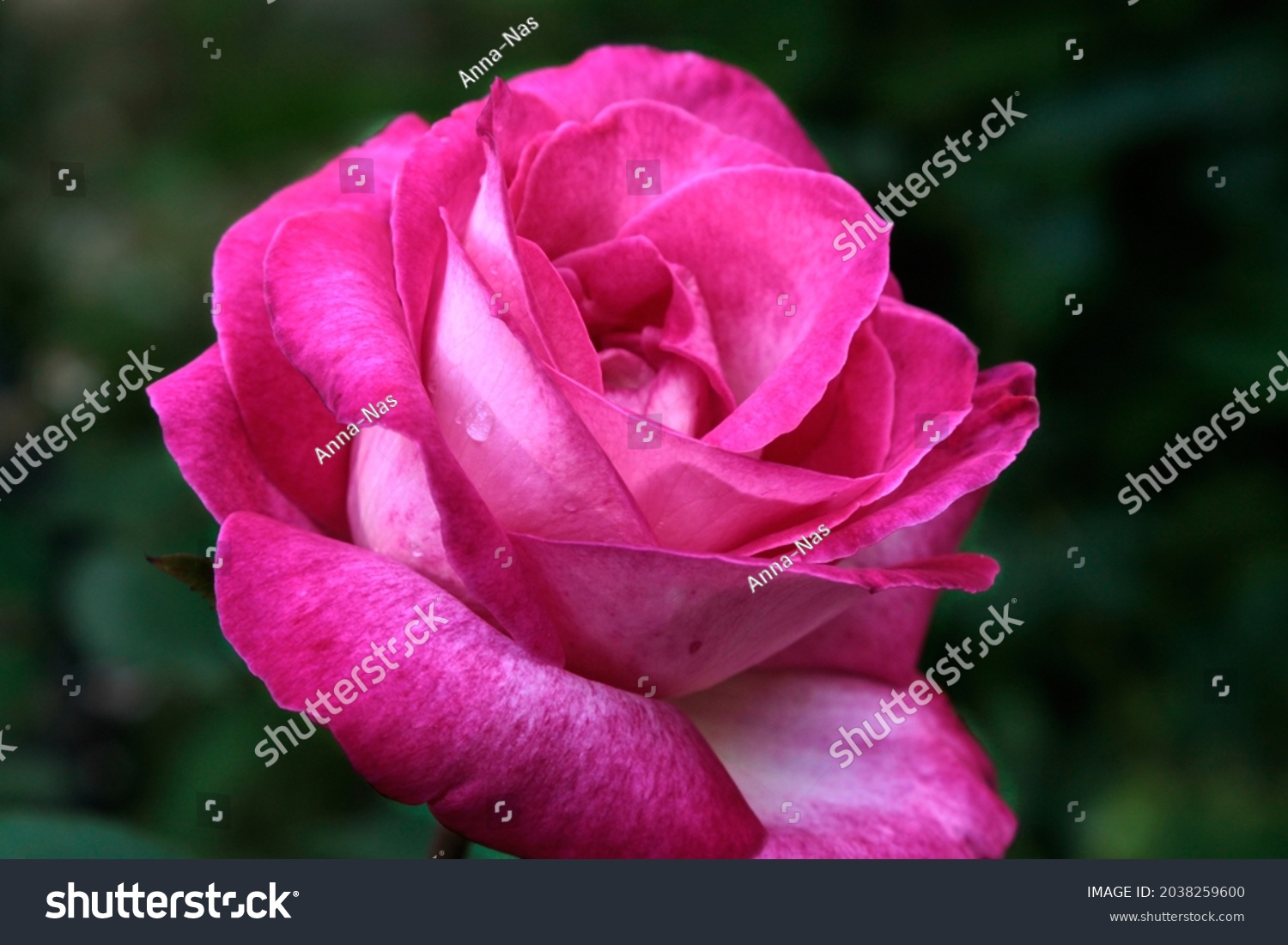 Close-up of a pink rose on a dark green background. High quality photo #2038259600