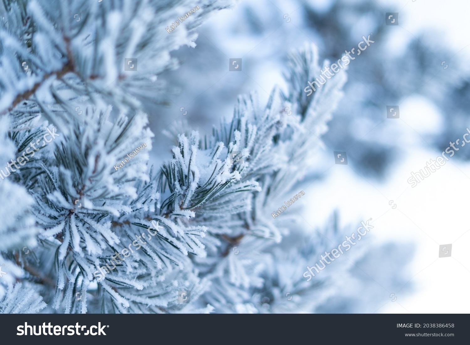 Frosty Spruce Branches.Outdoor frost scene. Snow winter background. Nature forest light landscape. Beautiful tree and sunrise sky. Sunny, snowy, scenic, snowfall. #2038386458