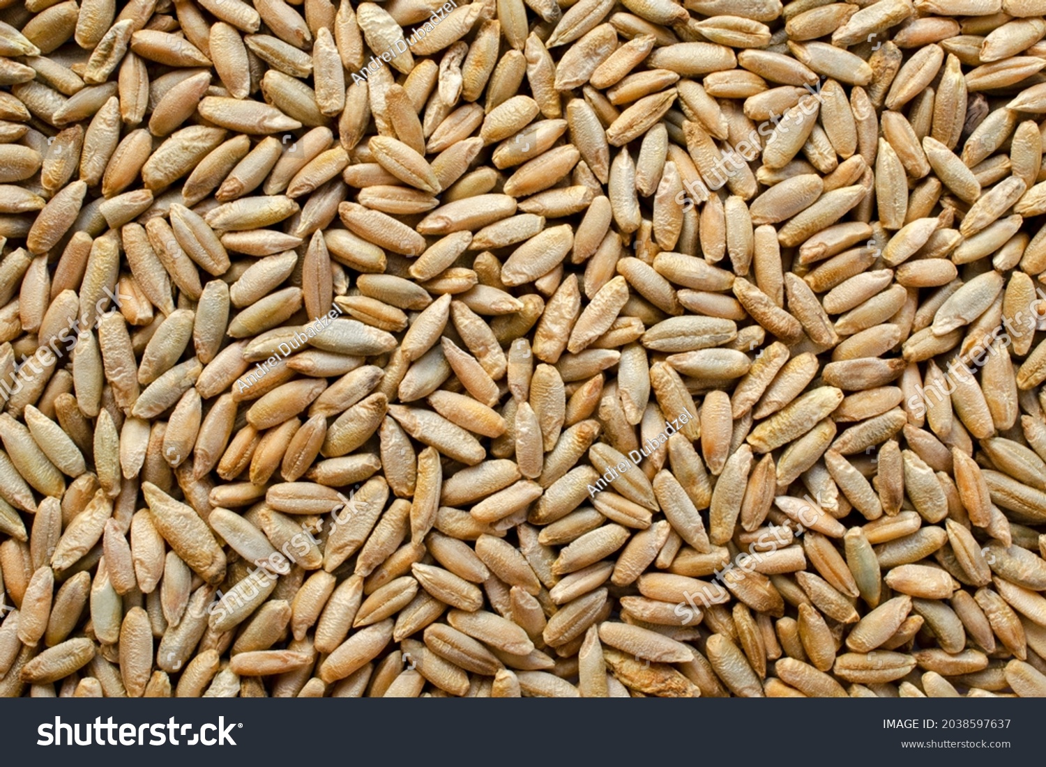 Background from dry grains of winter rye, top view. Rye grain texture. Winter rye seeds, top view, close-up. Rye seeds close-up, top view, texture. Background from grains of wheat. #2038597637