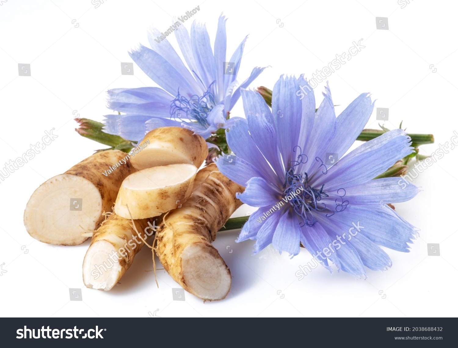 Chicory flowers and roots close up on the white background. #2038688432