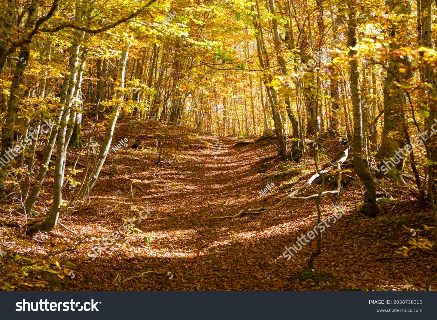 Pathway through autumn beech forest, Pollino National Park, southern Italy. #2038738310