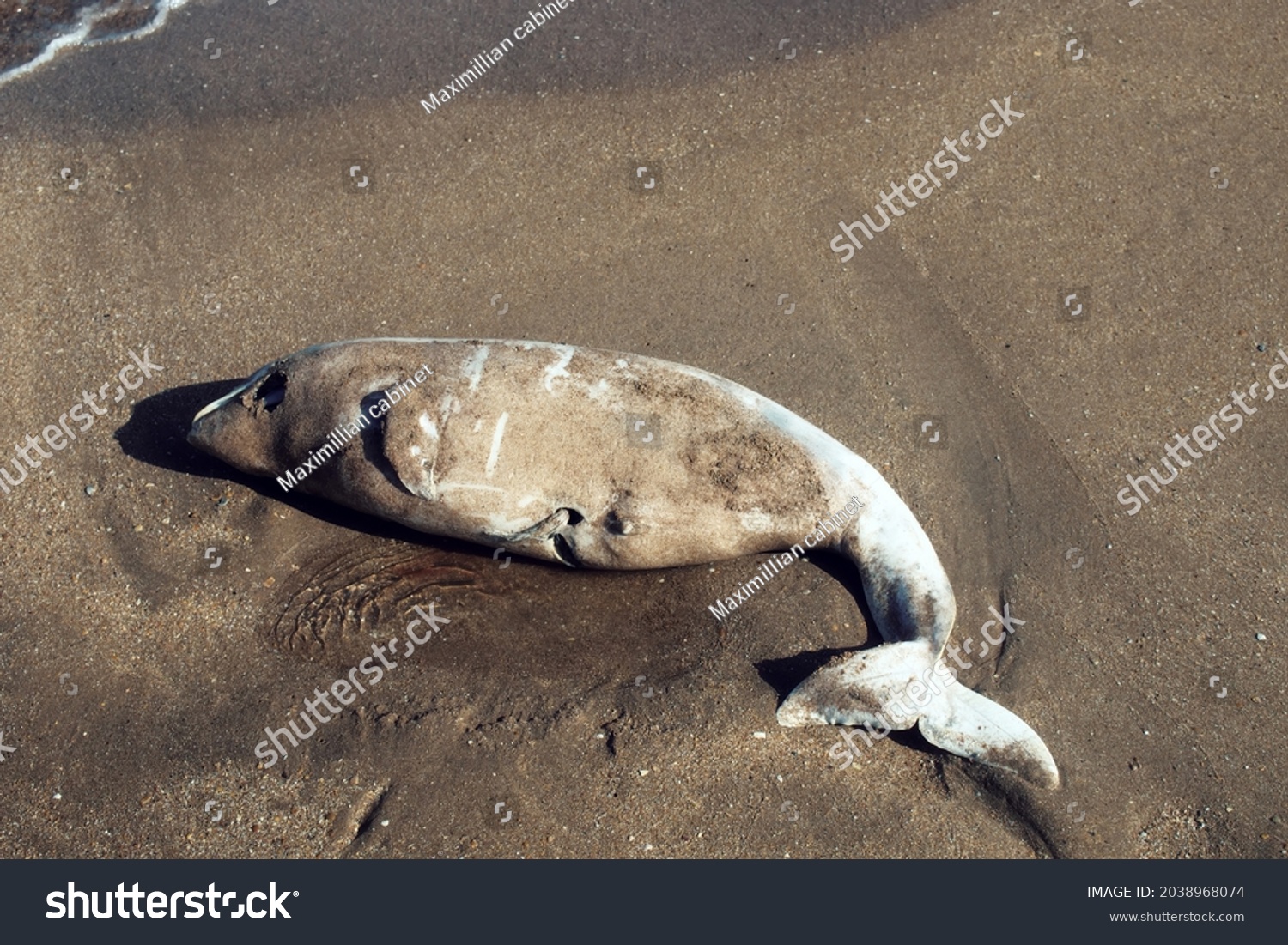 A dead dolphin is washed ashore by the sea waves.. Azov dolphin (Phocoena phocoena relicta). Marine mammals increasingly dying from water pollution and after fishery, by-catch. Kerch Strait #2038968074