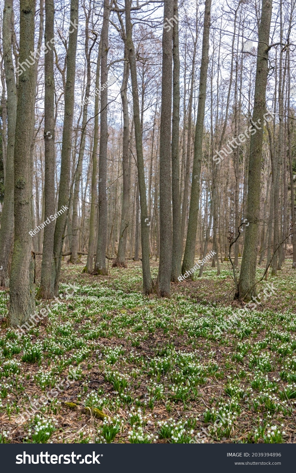 early spring forest with spring snowflake, Vysocina, Czech Repubic #2039394896