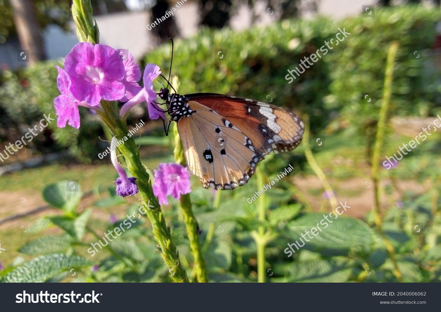 Close up of Plain Tiger (Danaus chrysippus) butterfly visiting flower in nature. A beautiful Plain Tiger butterfly. Nature's artwork in the form of a plain tiger butterfly. Image #2040006062