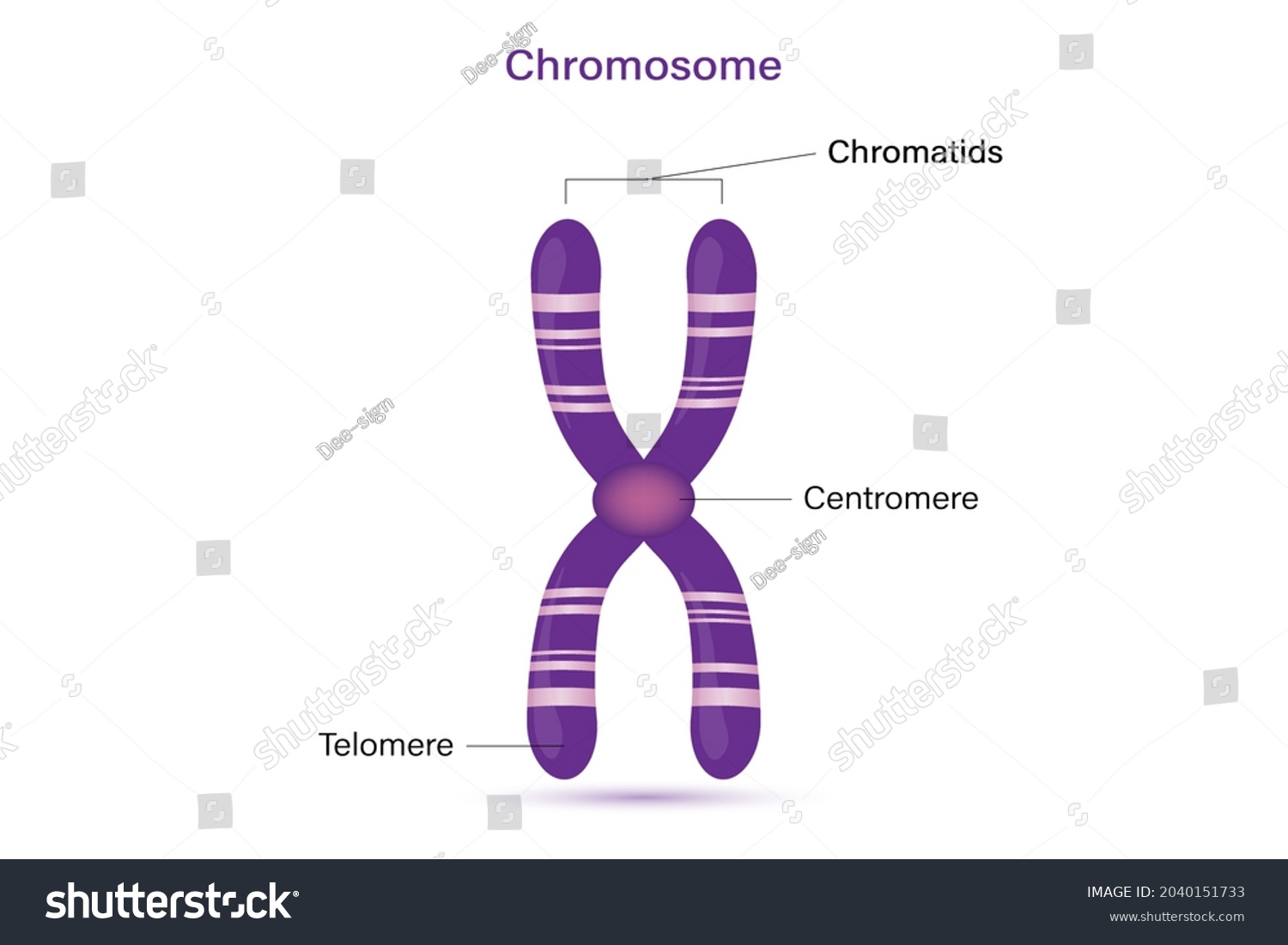 Structure Of Chromosome Vector Infographics Royalty Free Stock