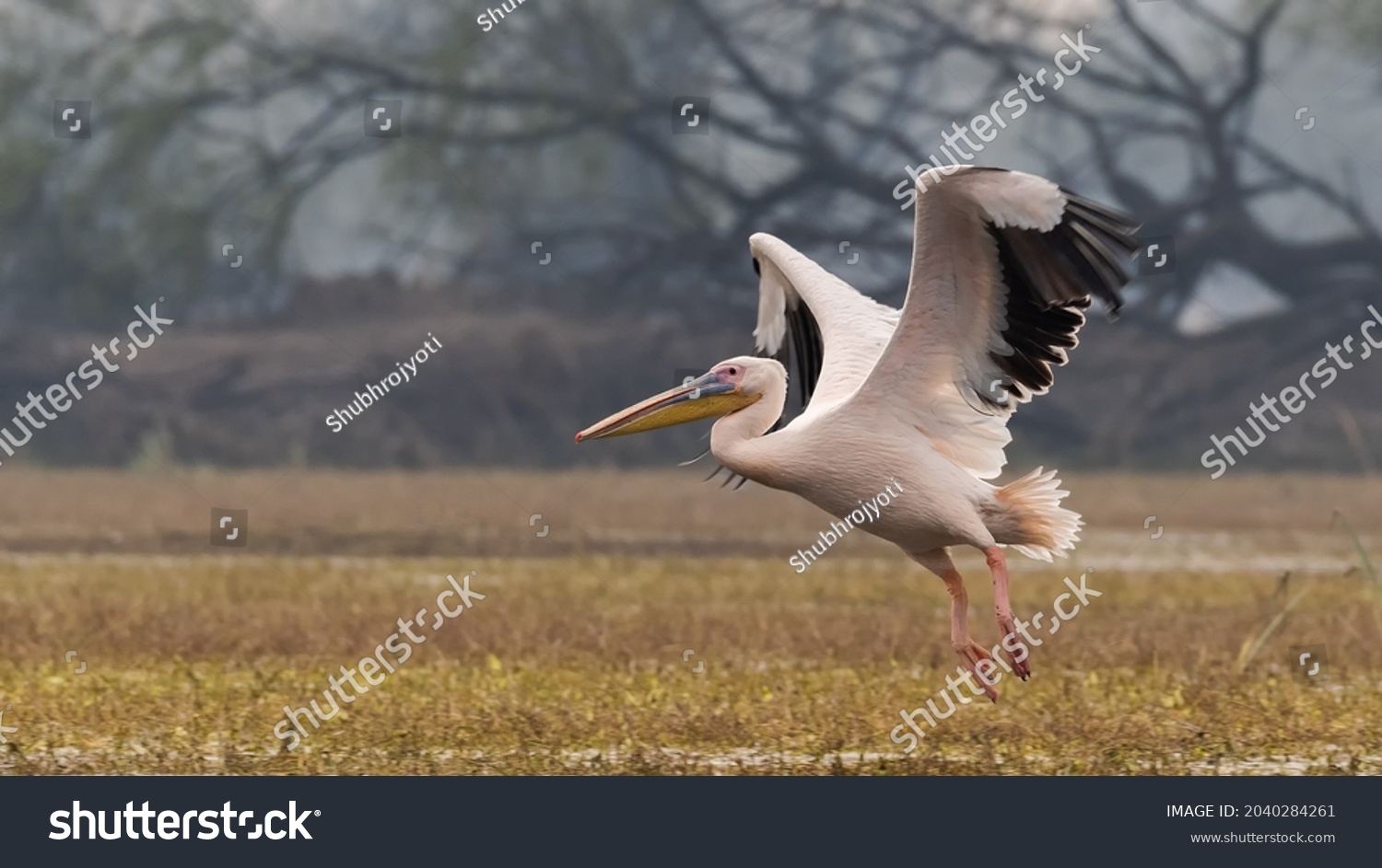 A beautiful side view of a flying Great white pelican or Rosy pelican (Pelecanus onocrotalus) in a blurred background at Keoladeo National Park, Bharatpur, Rajasthan, India #2040284261