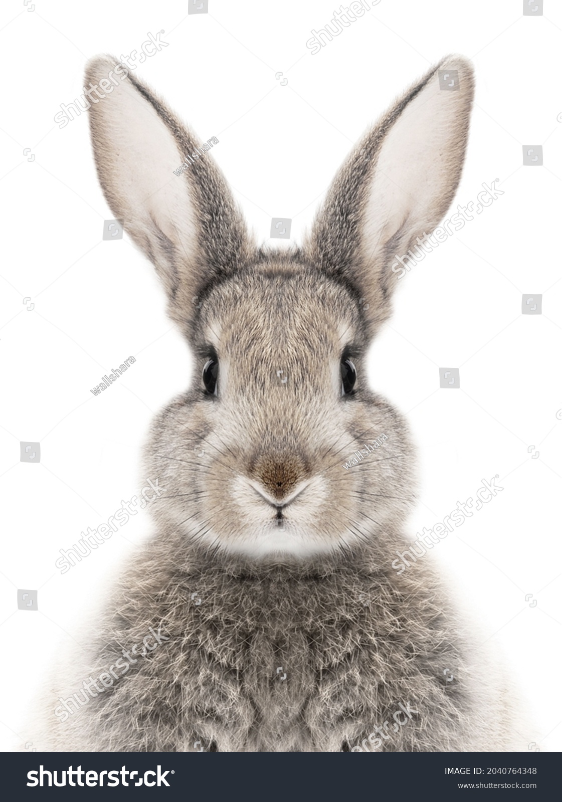 photo of a gray bunny on a white background for digital printing wallpaper, custom design  #2040764348