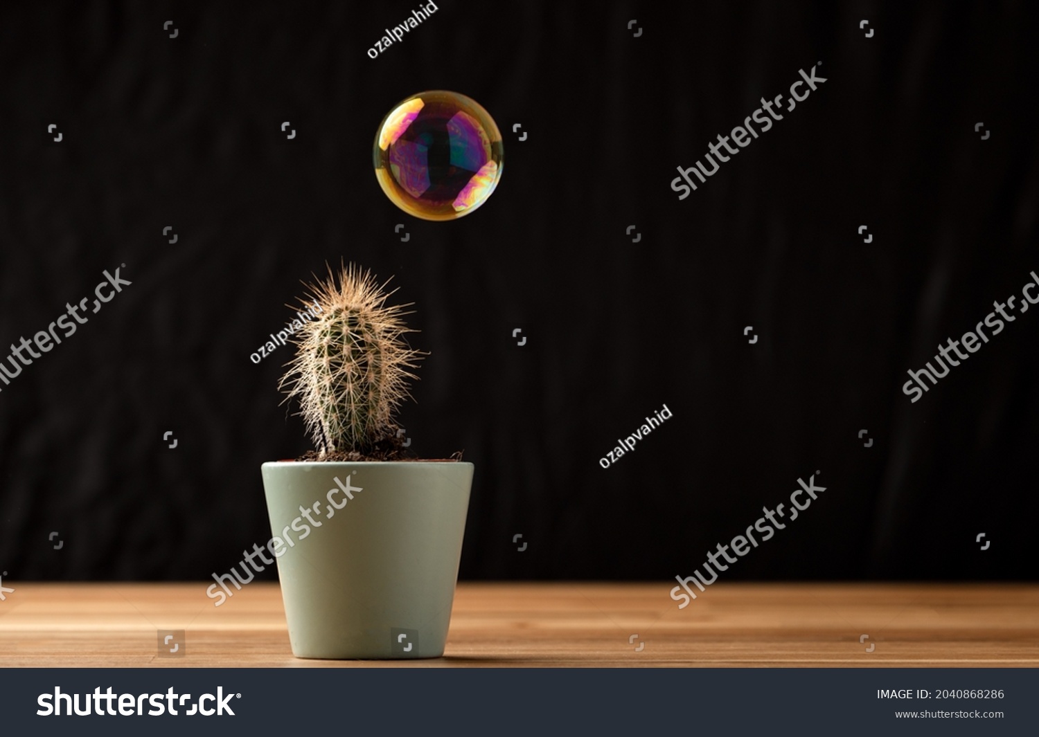 Soap bubble floating on air close to cactus  succullent on black background. Risk, danger, fragility concept. #2040868286