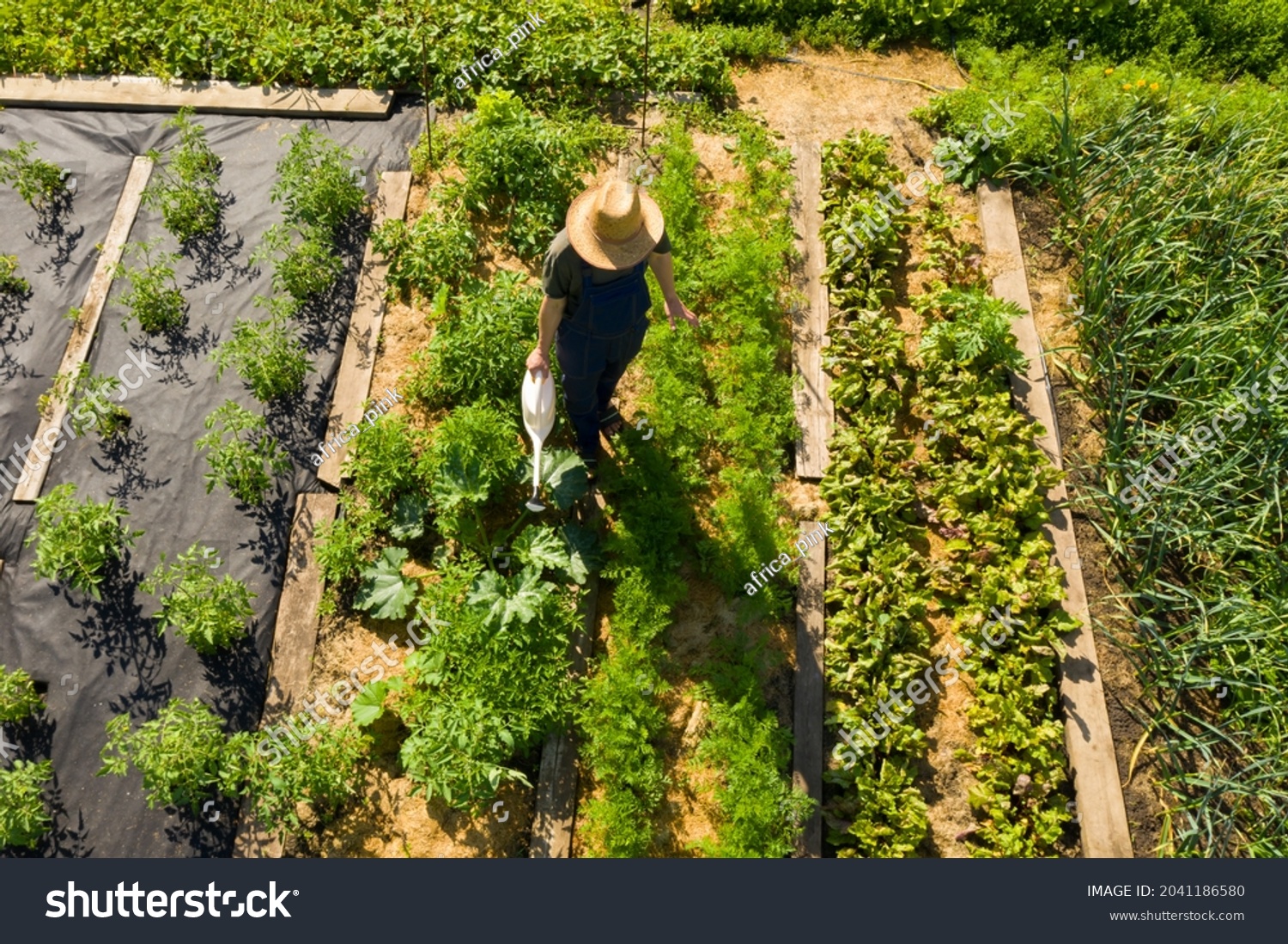 A young man in a straw hat is standing in the middle of his beautiful green garden, covered in black garden membrane, view from above. A male gardener is watering the plants with watering can #2041186580