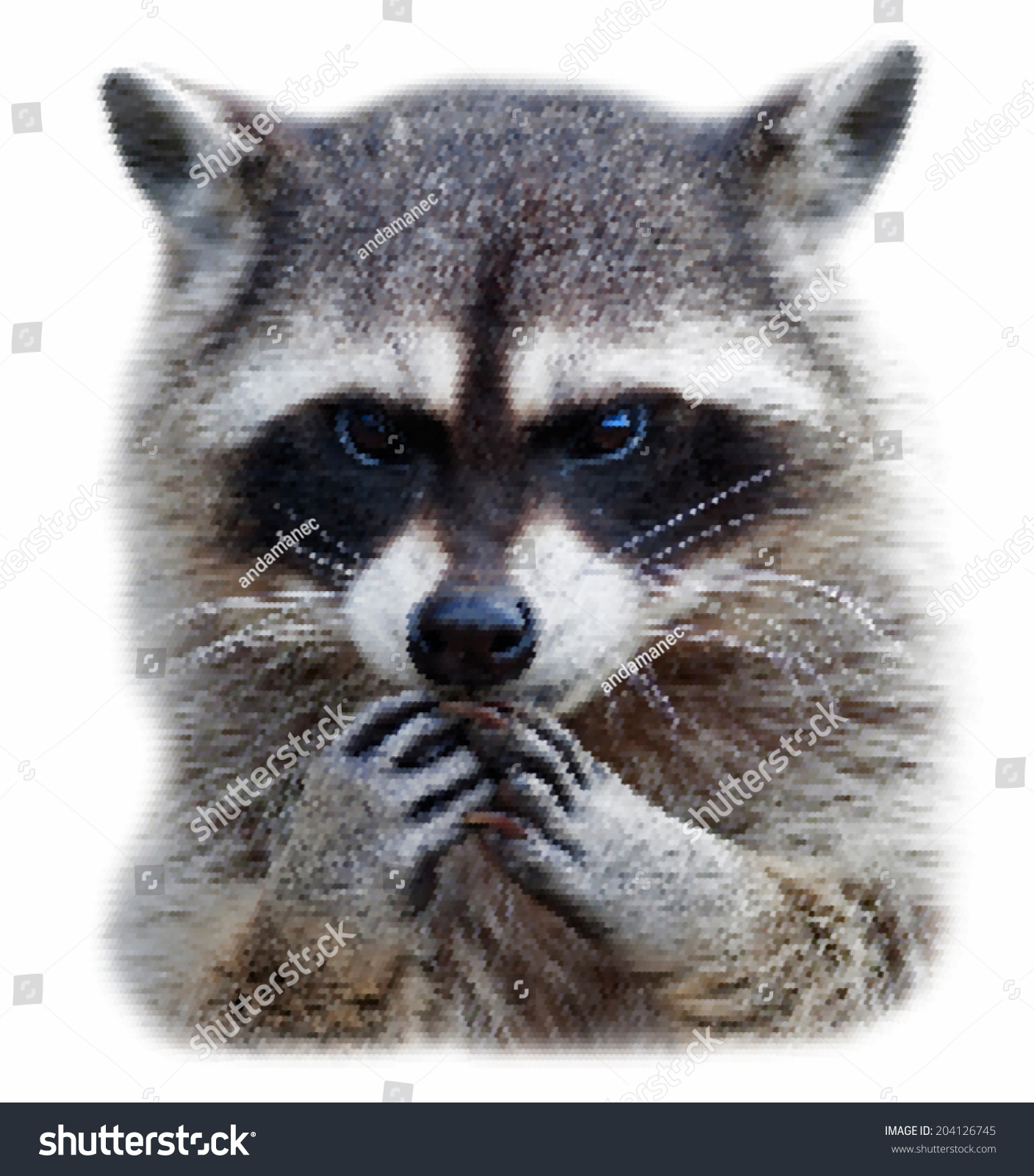 Head and hands of a cute and cuddly raccoon, that can be very dangerous beast. Unusual beauty of the wildlife. Human like expression on the animal face. Amazing short-grained scaly vector image. #204126745