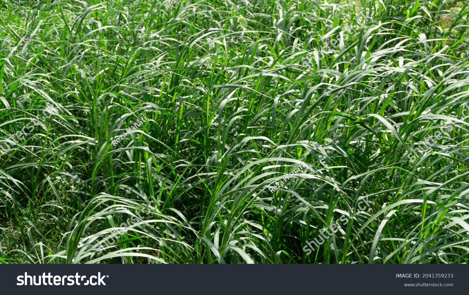 Pennisetum purpureum or elephant grass in nature - Royalty Free Stock ...