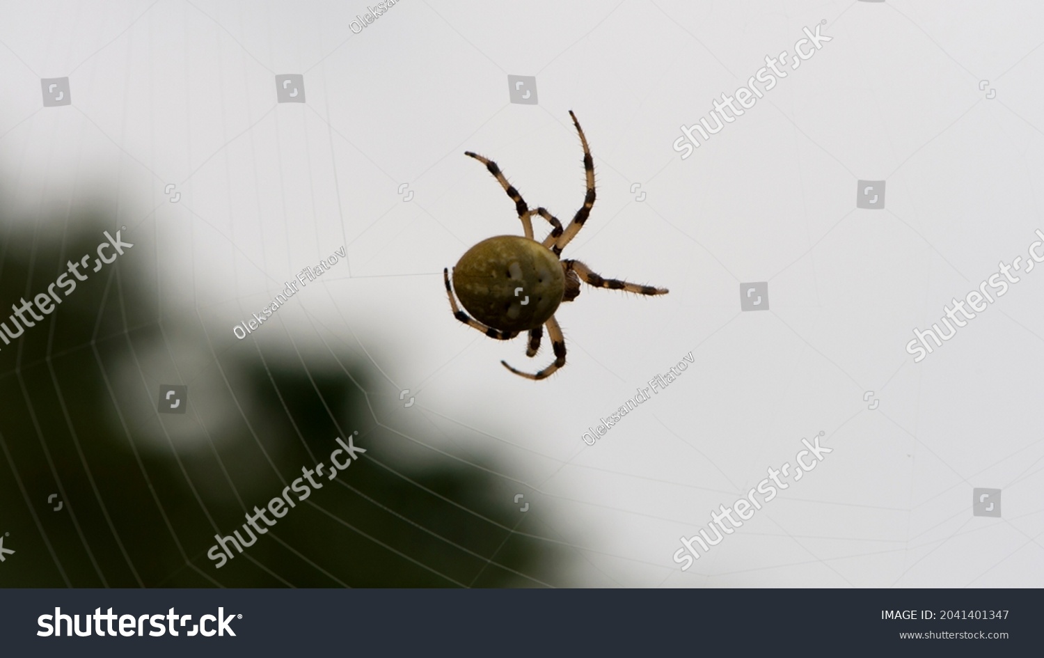 Araneus quadratus. a large cross spider sits in her spider's web and lurks for prey. spider on a web. macro nature. isolated on white. predator on the hunt. arthropod close-up. horror, halloween #2041401347