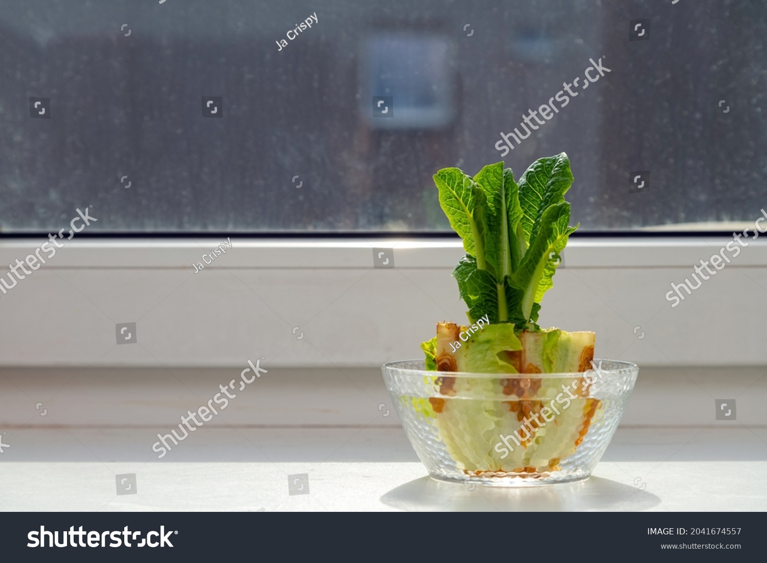Regrowing chinese cabbage in a glass bowl on a windowsill. Using vegetable scraps to grow organic vegetables at home. #2041674557