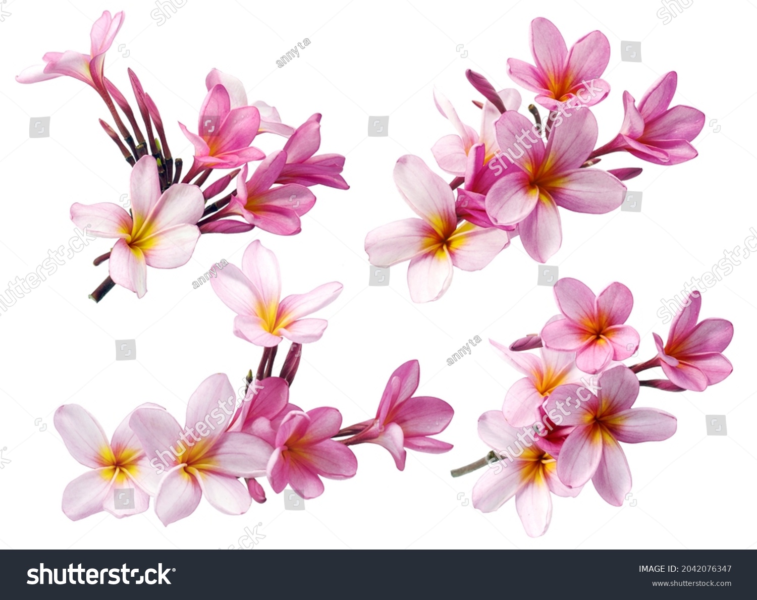 Frangipani or Plumeria flower isolated on white background #2042076347