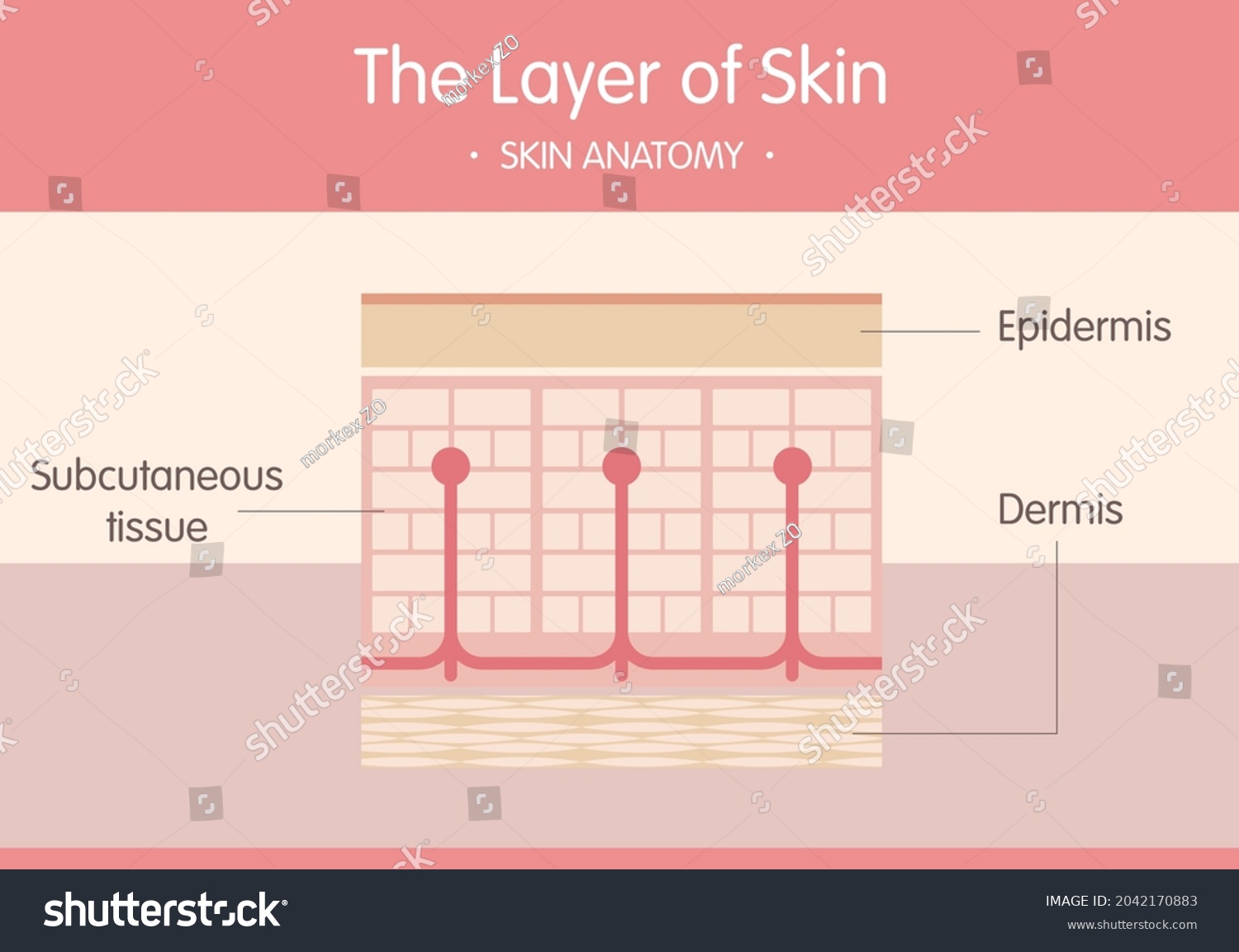 Layer of human skin, skin anatomy, 2D graphic - Royalty Free Stock ...