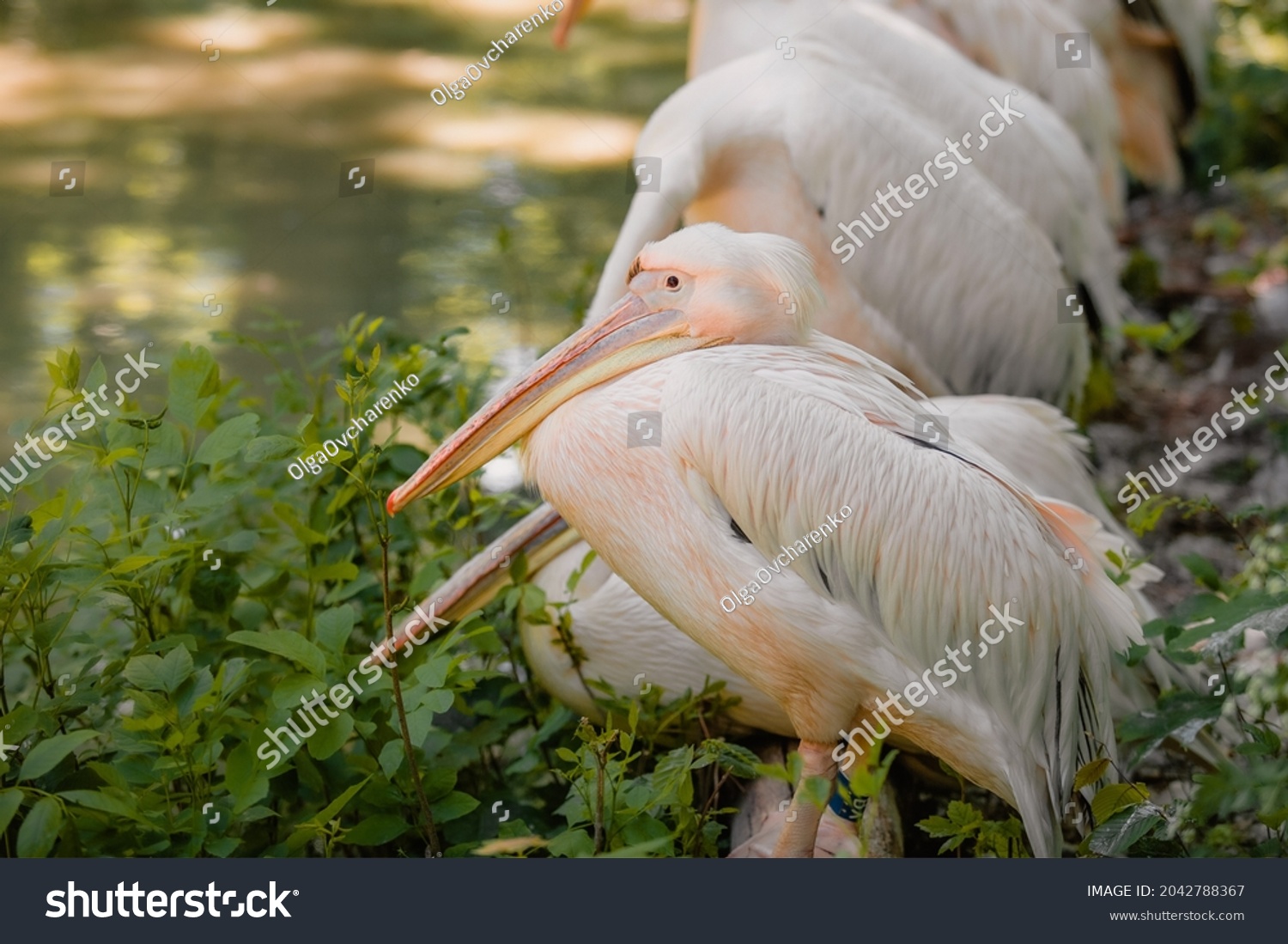 The great white pelican (Pelecanus onocrotalus) aka the eastern white pelican, rosy pelican or white pelican. Wild birds in nature. The inhabitants of the zoo. Birdwatching. #2042788367