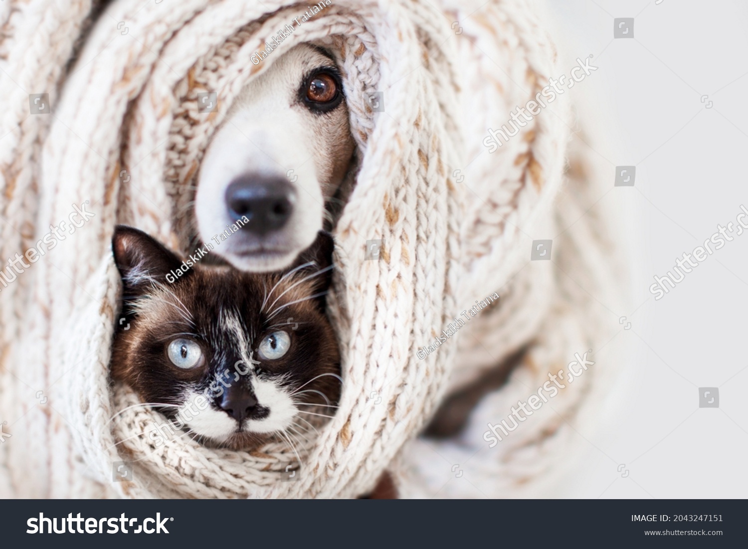 Cat and dog sticking out from under a rug or a scarf. Pets hid from the cold. Cozy winter or autumn concept #2043247151