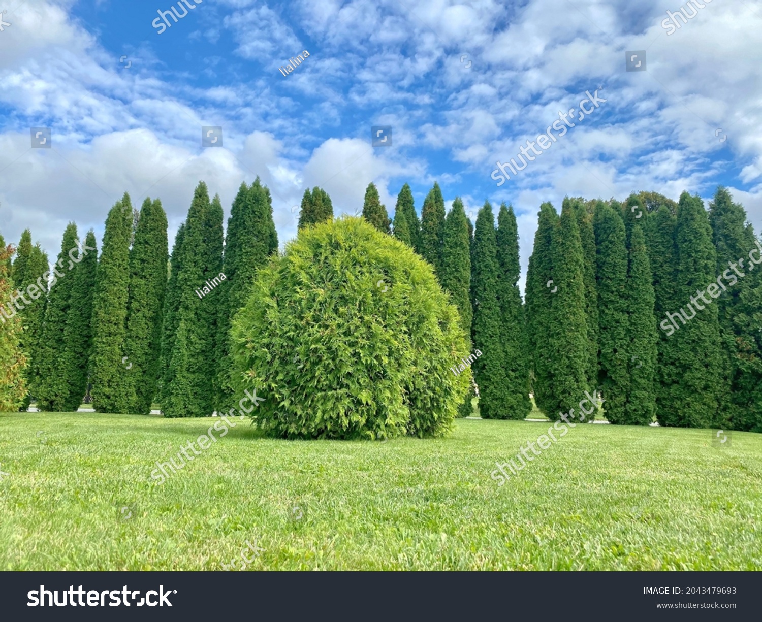 Green grass lawn with Thuja occidentalis American Pillar shrub. American Pillar Arborvitae evergreen bushes with bright green feathery dense foliage. Idyllic natural landscape in summer park. #2043479693