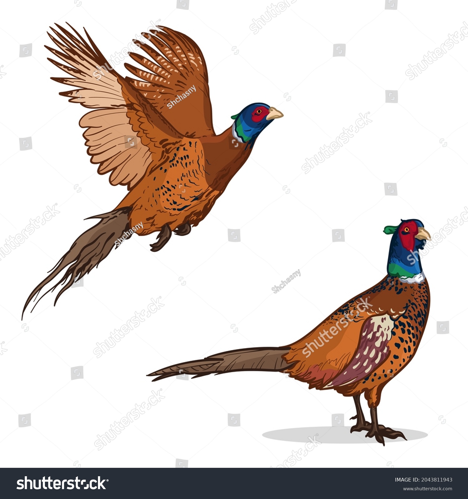 Colorful pheasants. Vector illustration of a pheasant isolated on a white background. #2043811943