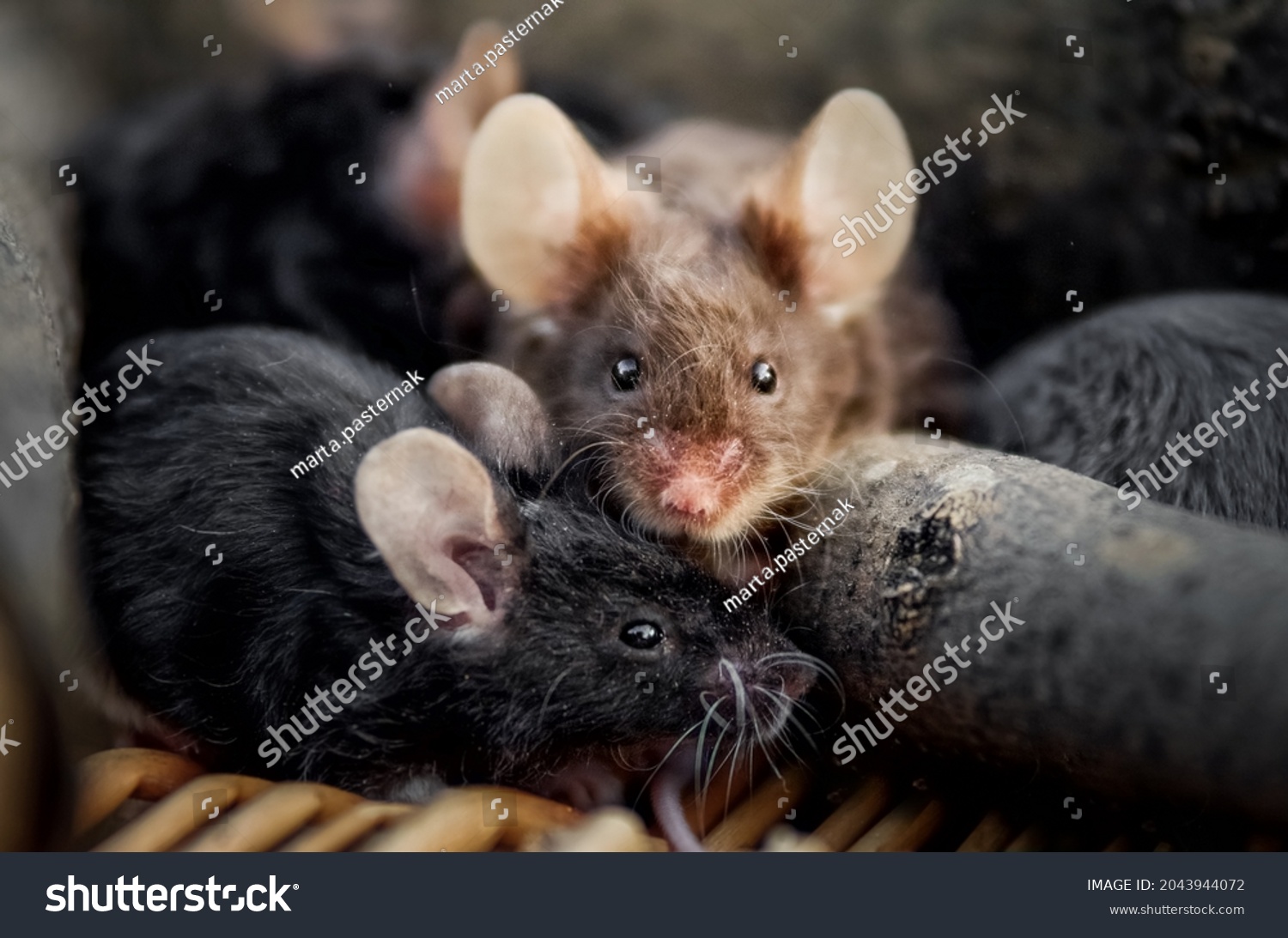 Black grey little mouse rodent in nature #2043944072
