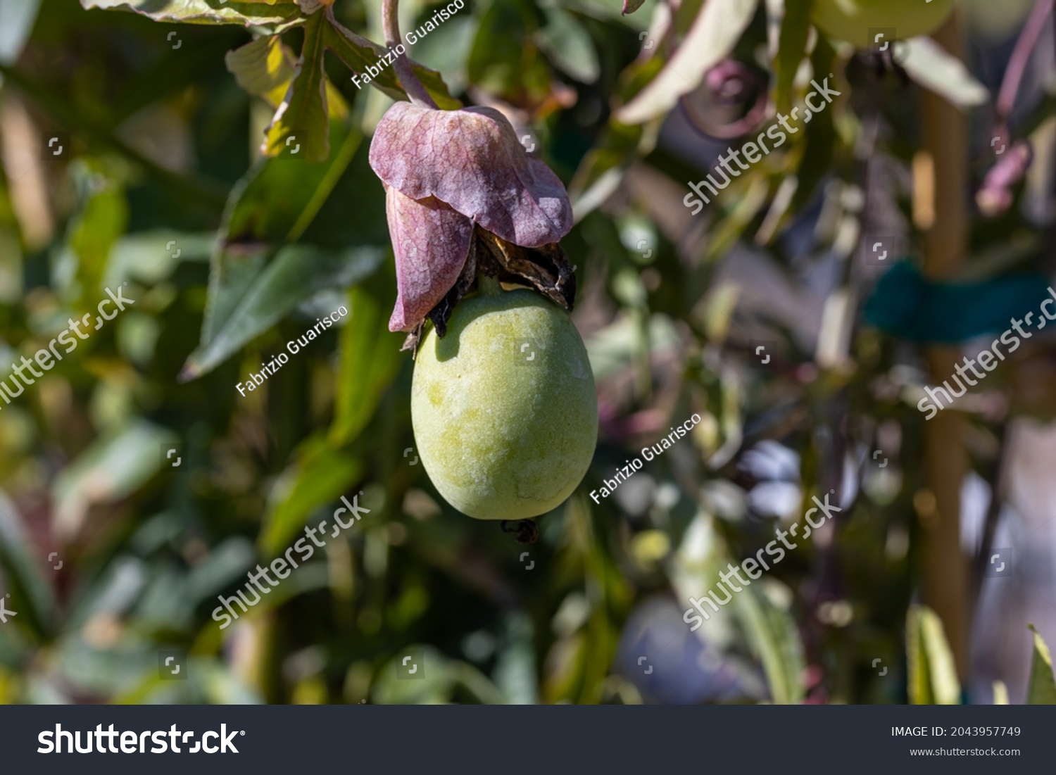 Unripe fruit of Passiflora. This plant's fruit is called passion fruit. The fruits are edible and the size depend upon the species or cultivar. #2043957749