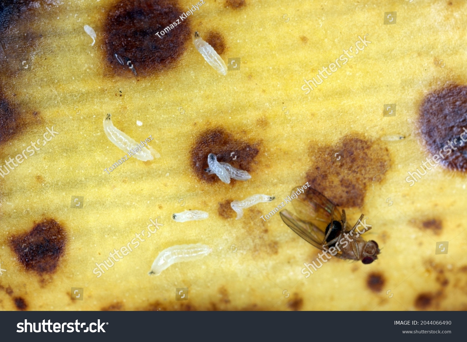 A ot of larvae - maggots and dead adult of Common fruit fly or vinegar fly - Drosophila melanogaster. It is a species of fly in the family Drosophilidae, pest of fruits and food made from fruits #2044066490