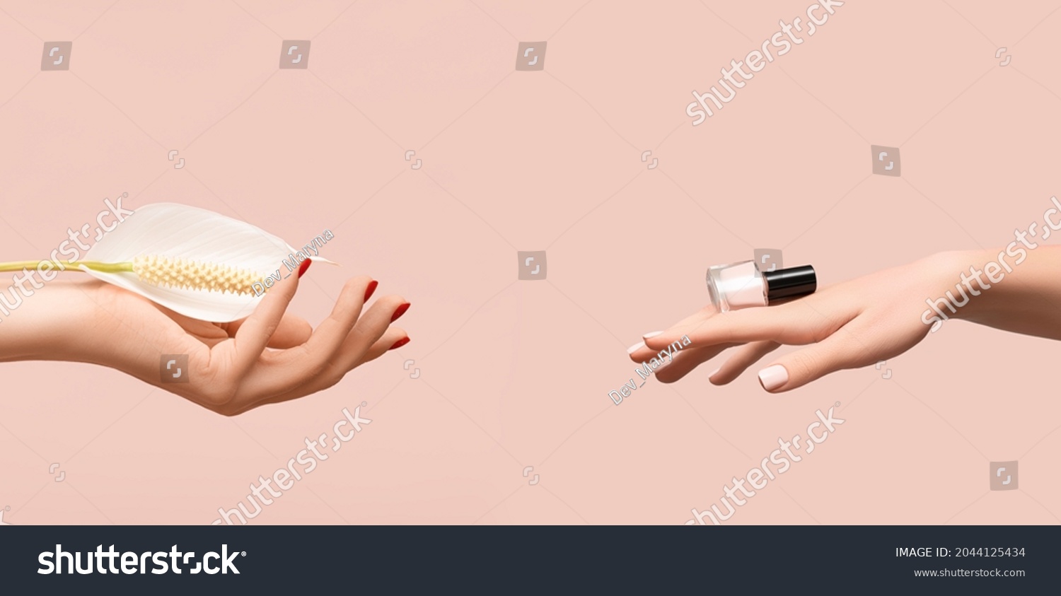 Female hand with glitter red nail design. Female hand hold white Spathiphyllum flower. Woman hand on pink background. Glitter red nail polish manicure. Female hand hold pink nail polish bottle. #2044125434