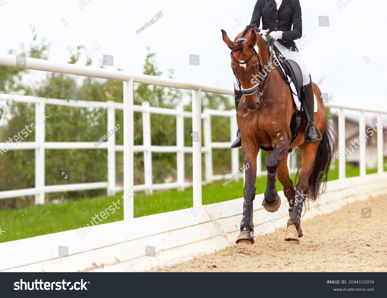 Classic Dressage horse. Horse rider girl and horse. Trot strengthening suspension. Equestrian competition show. Green outdoor trees background. Thoroughbred beautiful stallion. Banner for website #2044152059