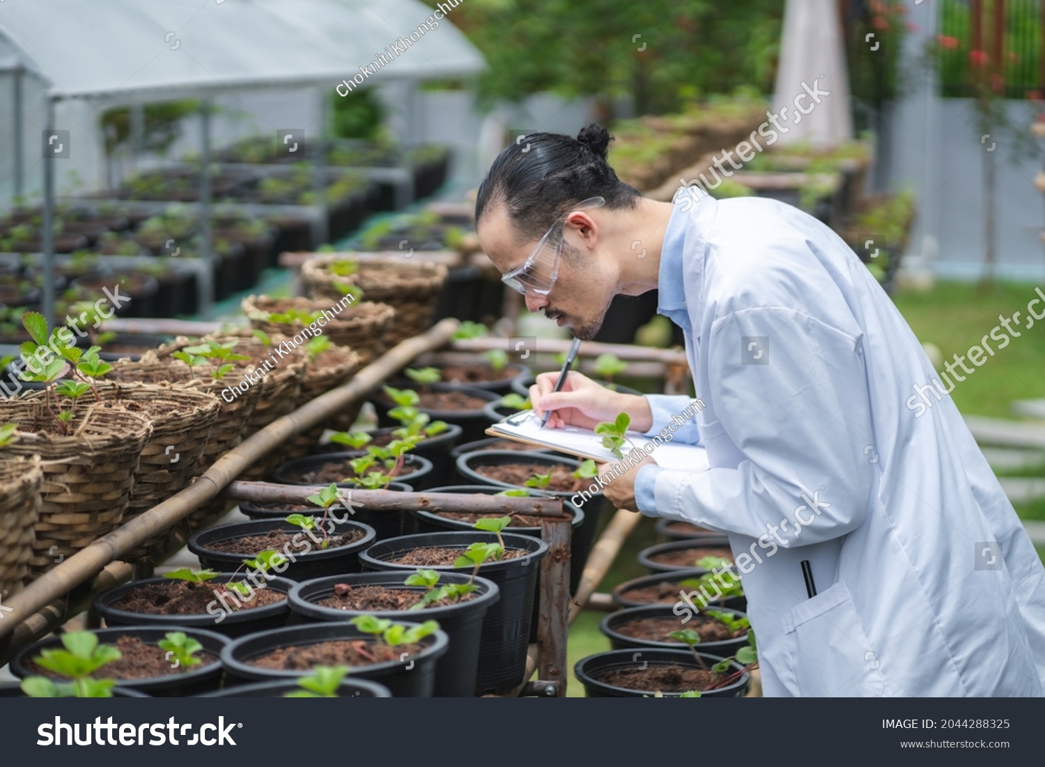 scientist working to research in agriculture green plant at biology science laboratory greenhouse, organic experiment test for medical food biotechnology, botany ecology biologist in farming growth #2044288325