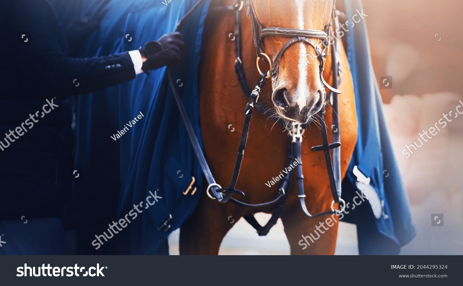 The sorrel horse is wearing a bridle and a blue warm blanket, and a rider stands next to him and adjusts the straps with his hands. Equestrian sports. Horse riding. #2044295324
