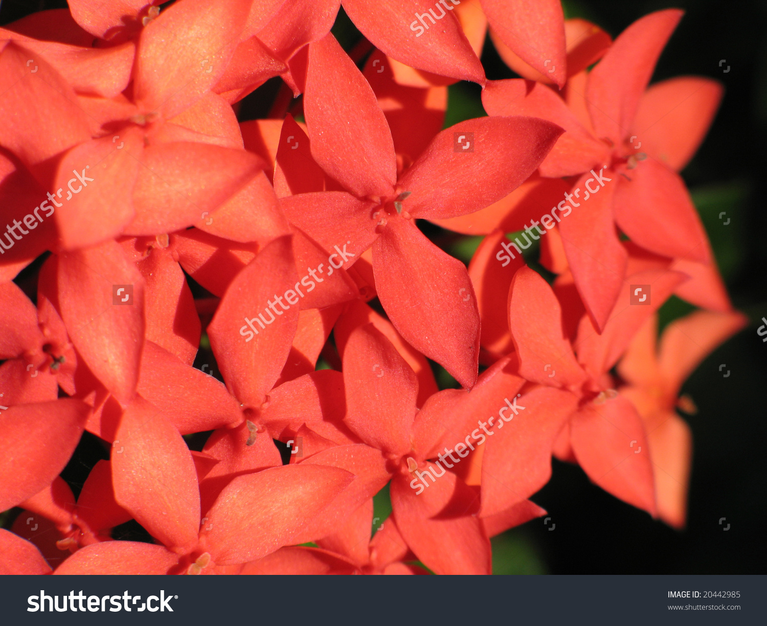 orange flowers close-up #20442985