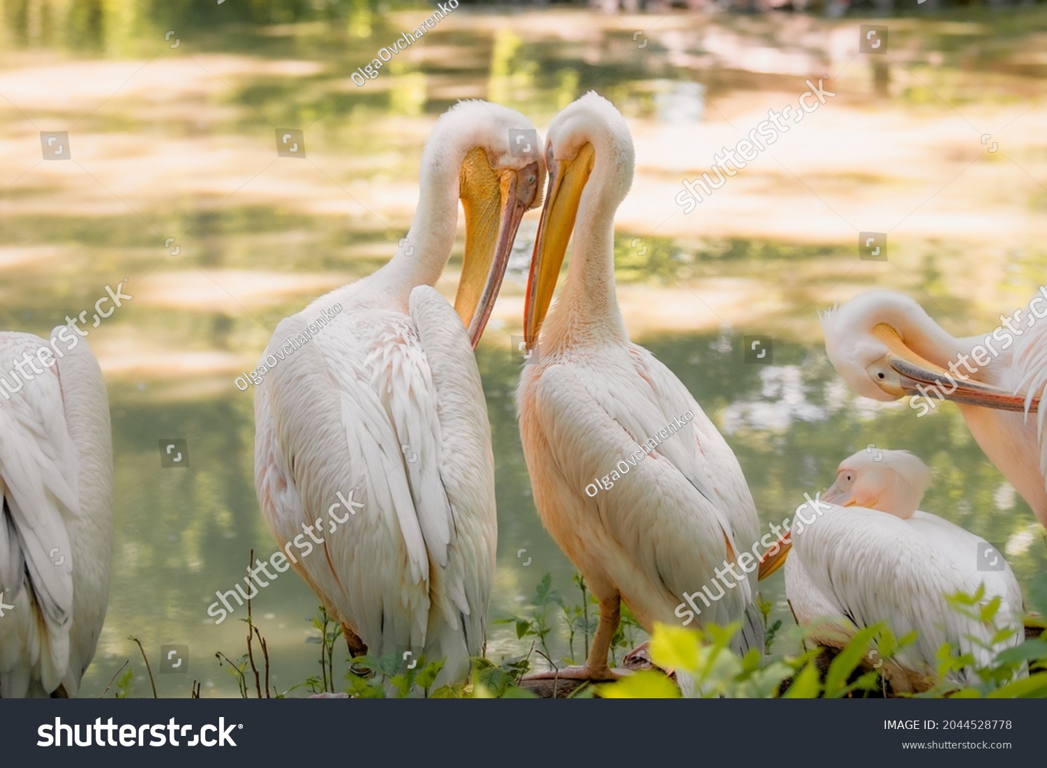 The great white pelican (Pelecanus onocrotalus) aka the eastern white pelican, rosy pelican or white pelican. Wild birds in nature. The inhabitants of the zoo. Birdwatching. #2044528778