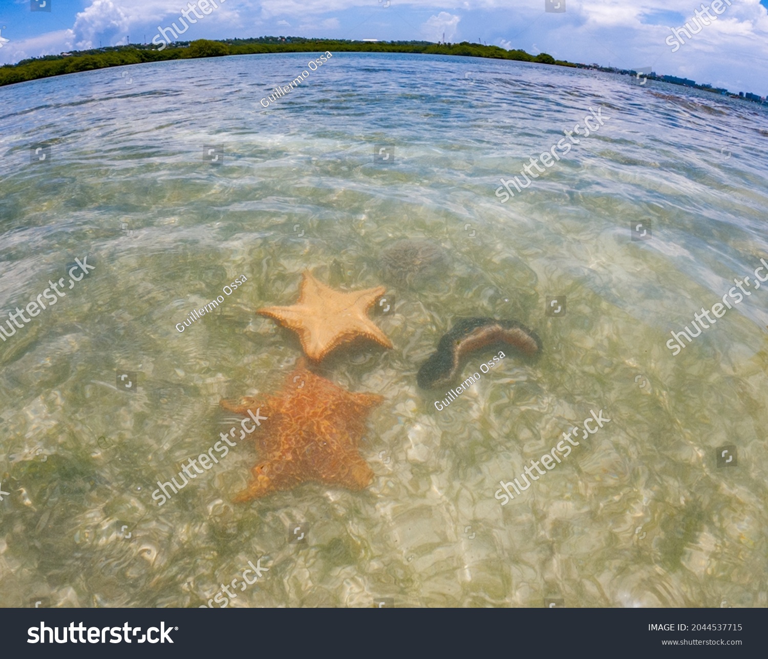 Starfish or sea stars are star-shaped echinoderms belonging to the class Asteroidea #2044537715