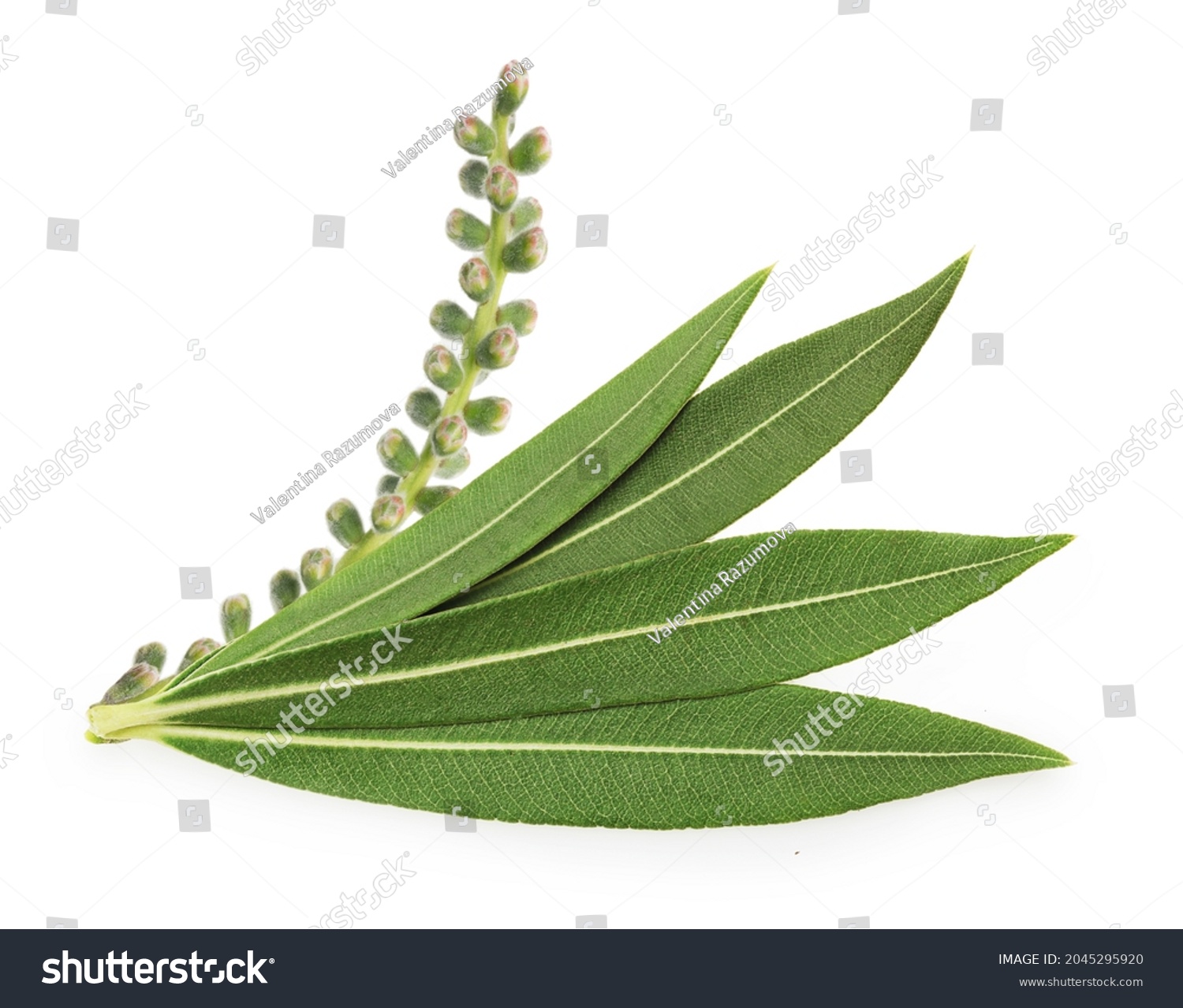 Tea tree, Melaleuca twig with dried leaves and seeds isolated on white background. #2045295920