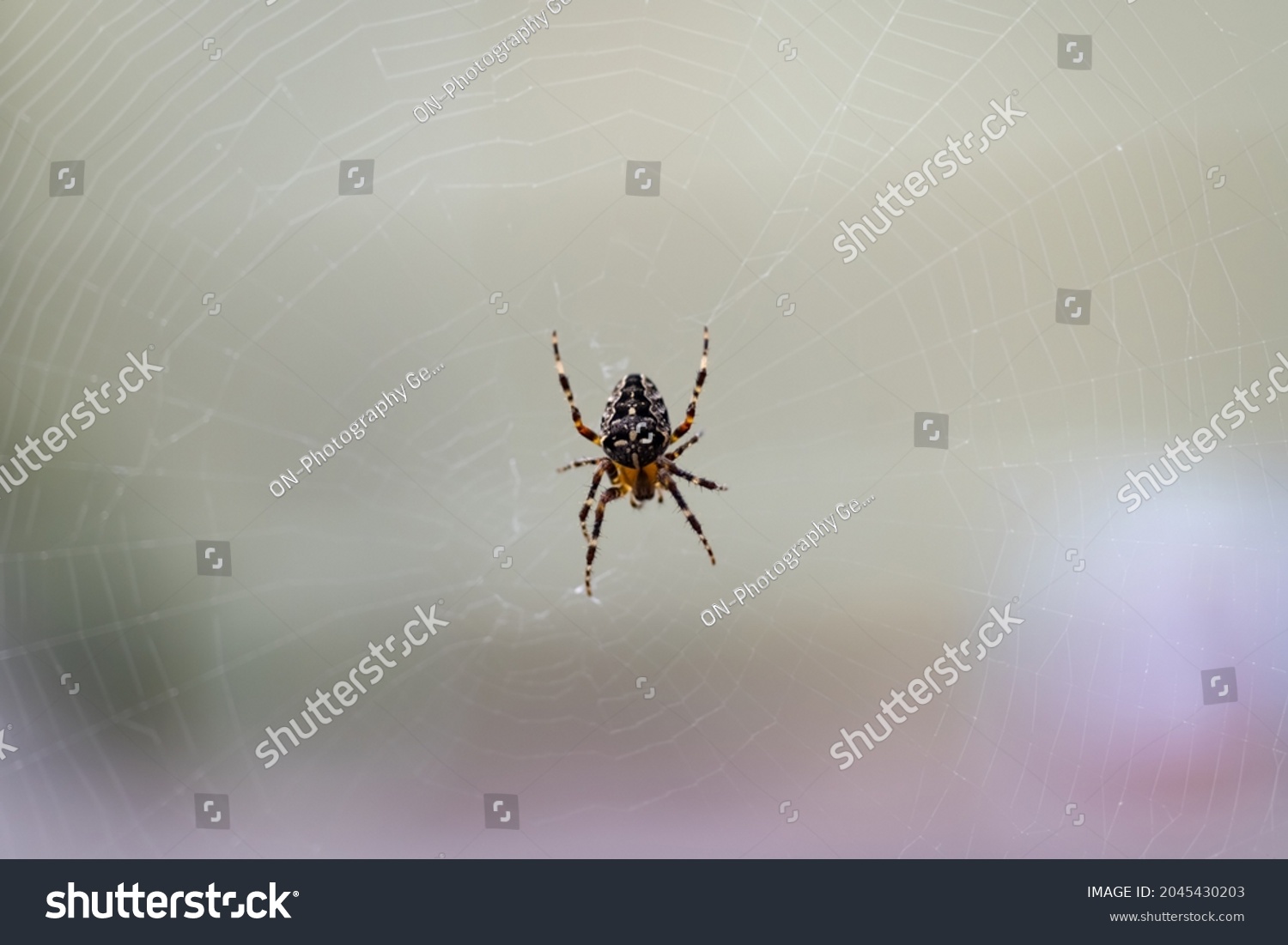 Spider in its web, macro close up with selective focus. Araneus is a genus of common orb-weaving spiders. It includes about 650 species, among which are the European garden spider and the barn spider. #2045430203