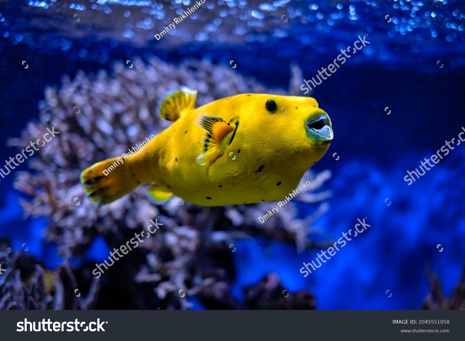 Yellow Arothron meleagris, golden puffer guineafowl puffer fish underwater in Indo-Pacific #2045551058