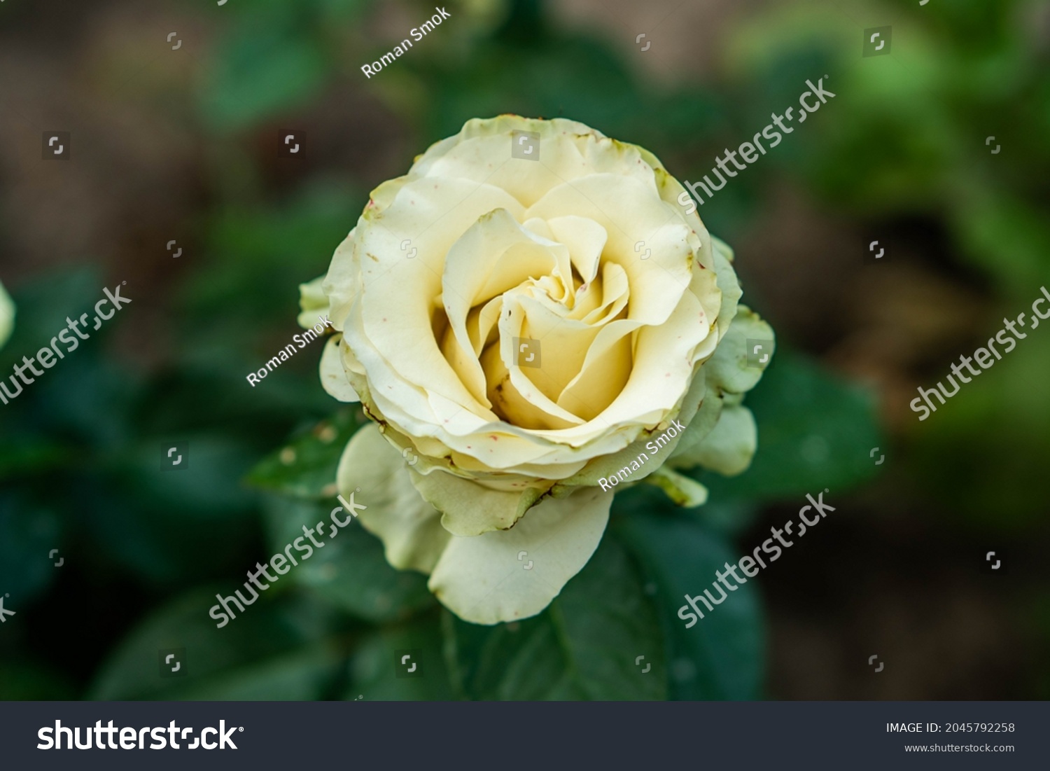White big rose closeup and magnificent. Mature white rose. #2045792258