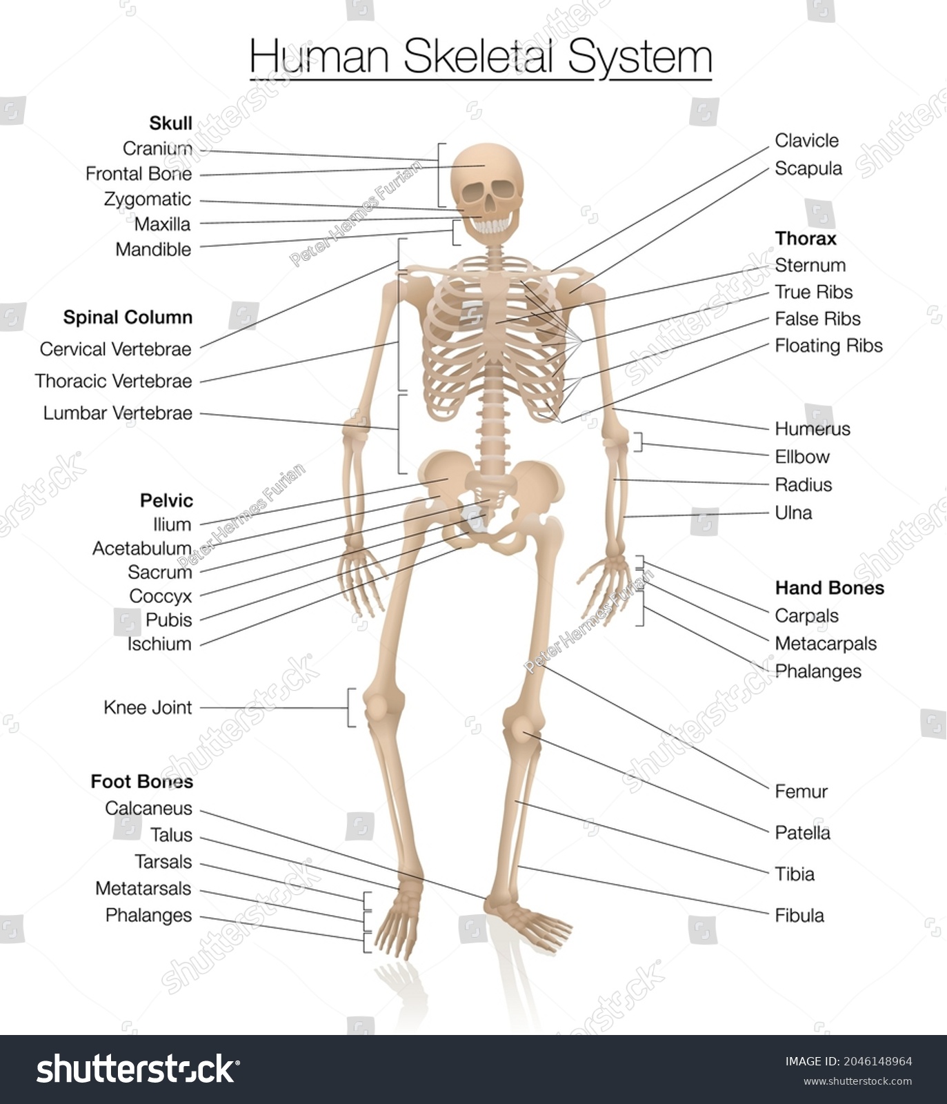 Skeletal system chart. Human skeleton labeled - Royalty Free Stock ...