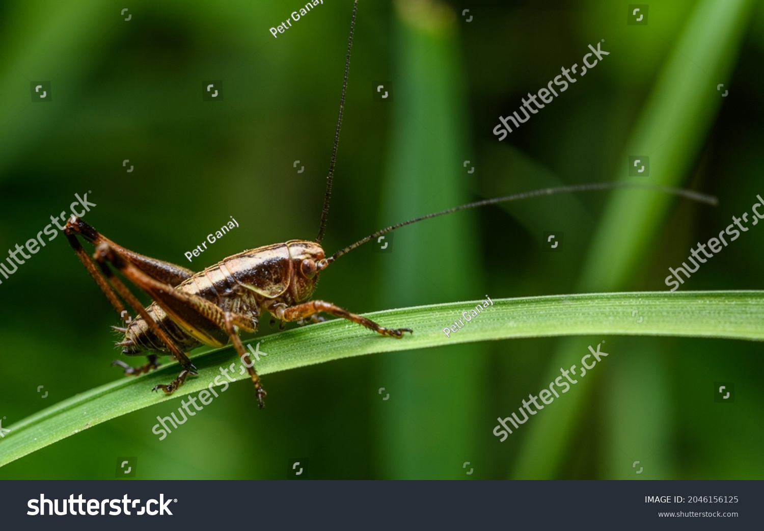 dark bush-cricket (Pholidoptera griseoaptera) on grass blade #2046156125