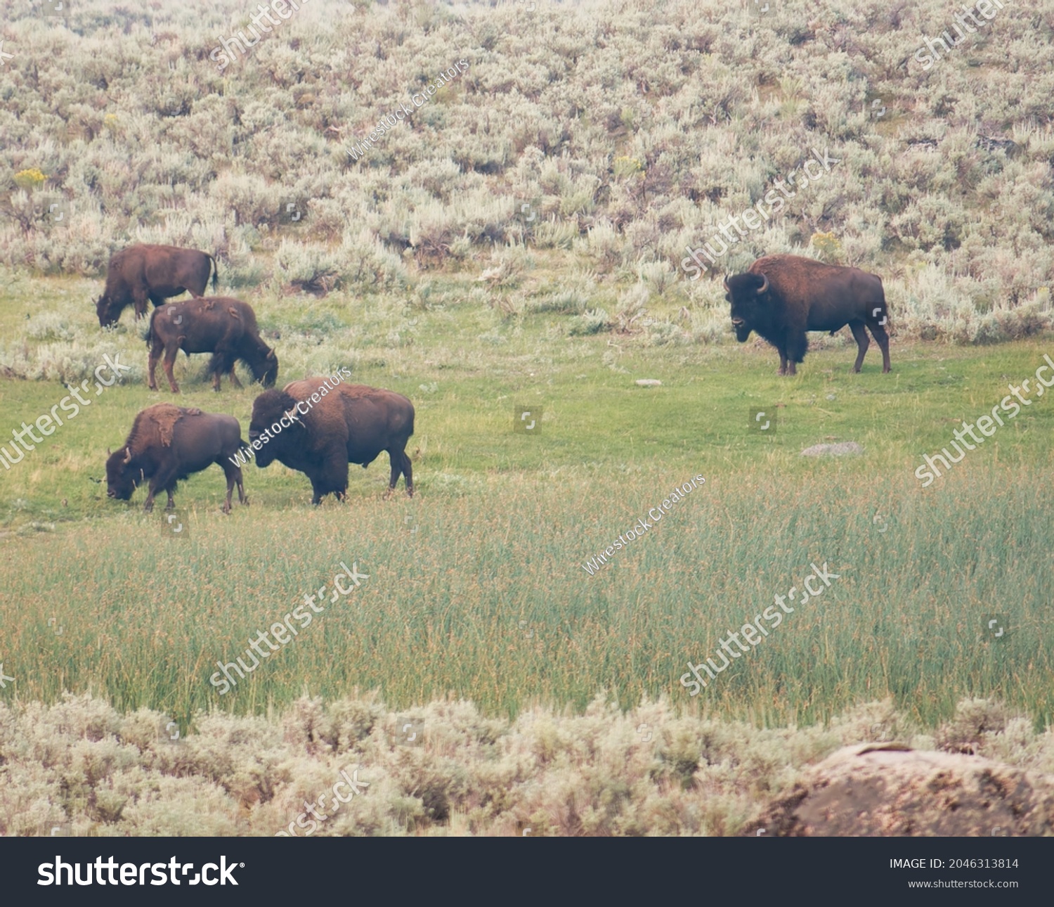 A group of bisons grazing in the field #2046313814