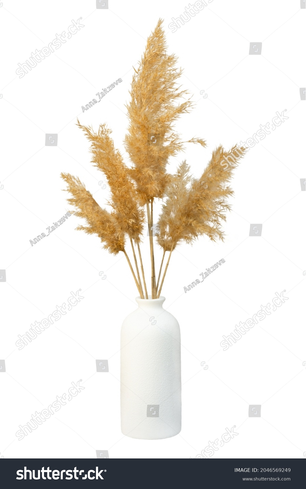Grass pampas vase isolated. Branches of dried reeds of reed grass on a white background. An element for decoration, natural design of packages, notebooks, covers. Gray-beige dried fluffy plant #2046569249