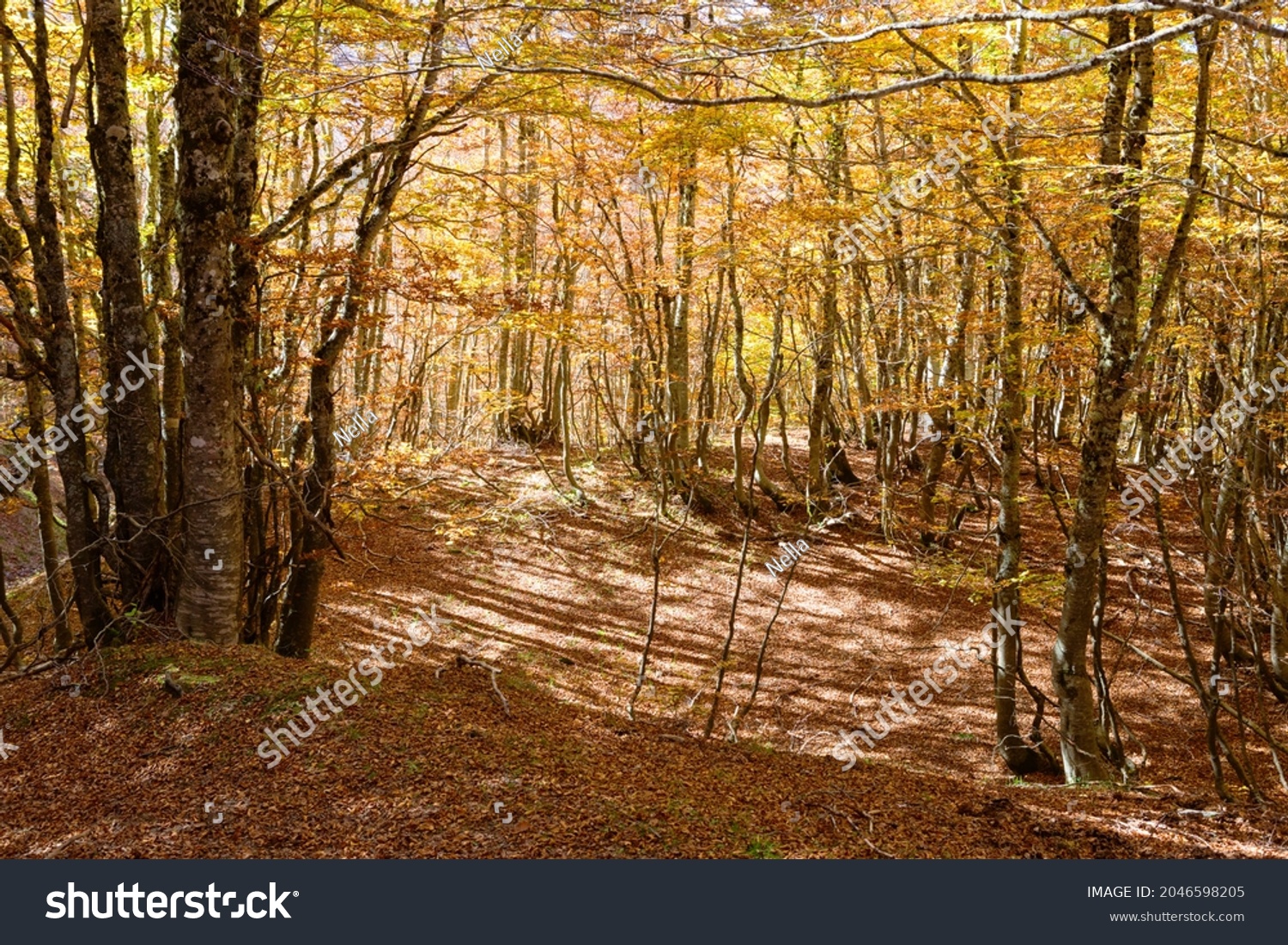 Beech forest in autumn, Pollino National Park, southern Italy. #2046598205